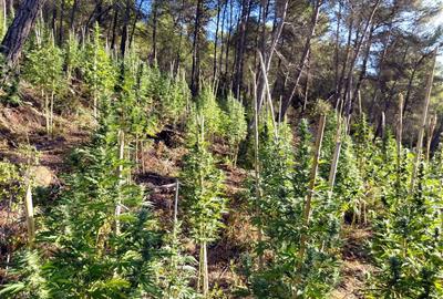 Desmantellen una plantació exterior de marihuana amb 400 plantes en una zona boscosa de Bellprat. ACN